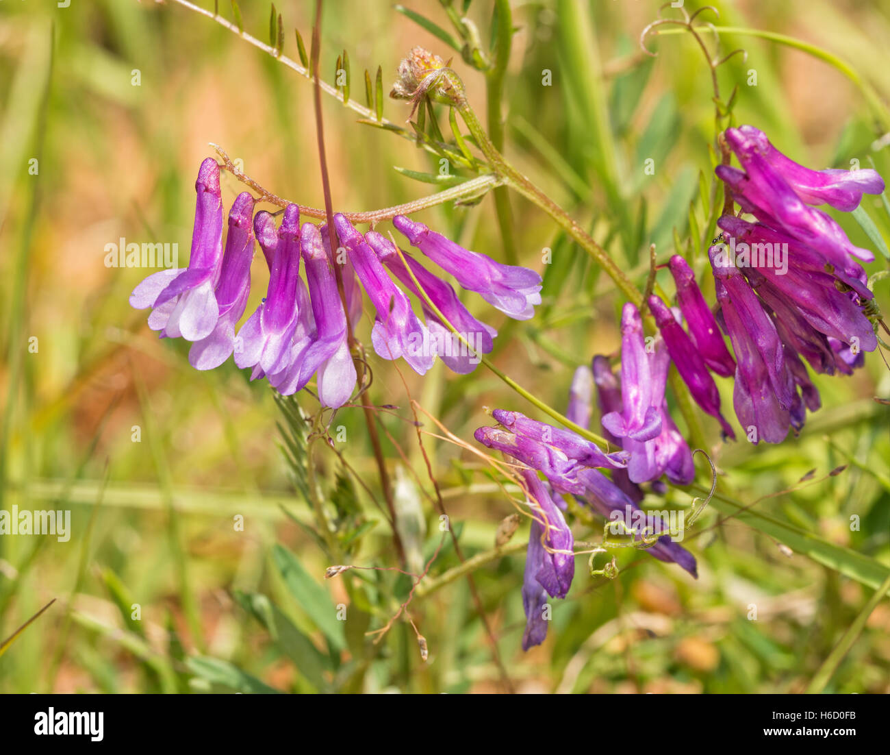 Los pequeños racimos florales de una veza común, Vicia, en sol de verano Foto de stock