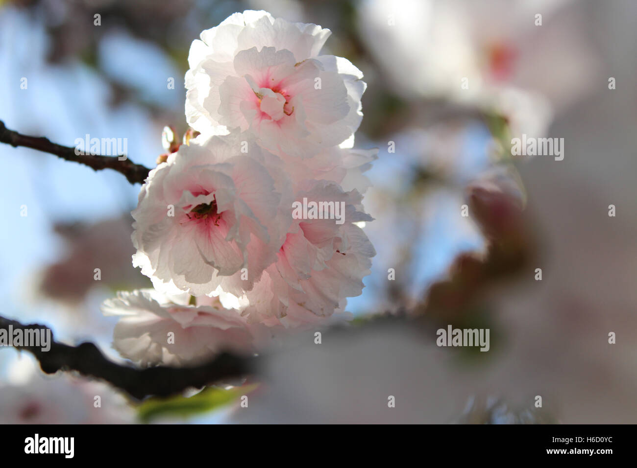 Hermosas flores de cerezo japonés en Kioto, Japón Foto de stock