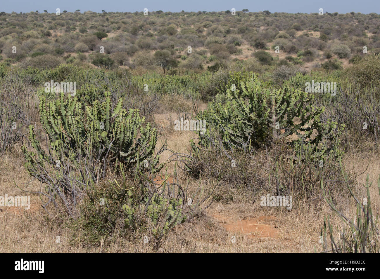 Los pastizales de sabana seca praderas meseta Laikipia, Kenya Foto de stock