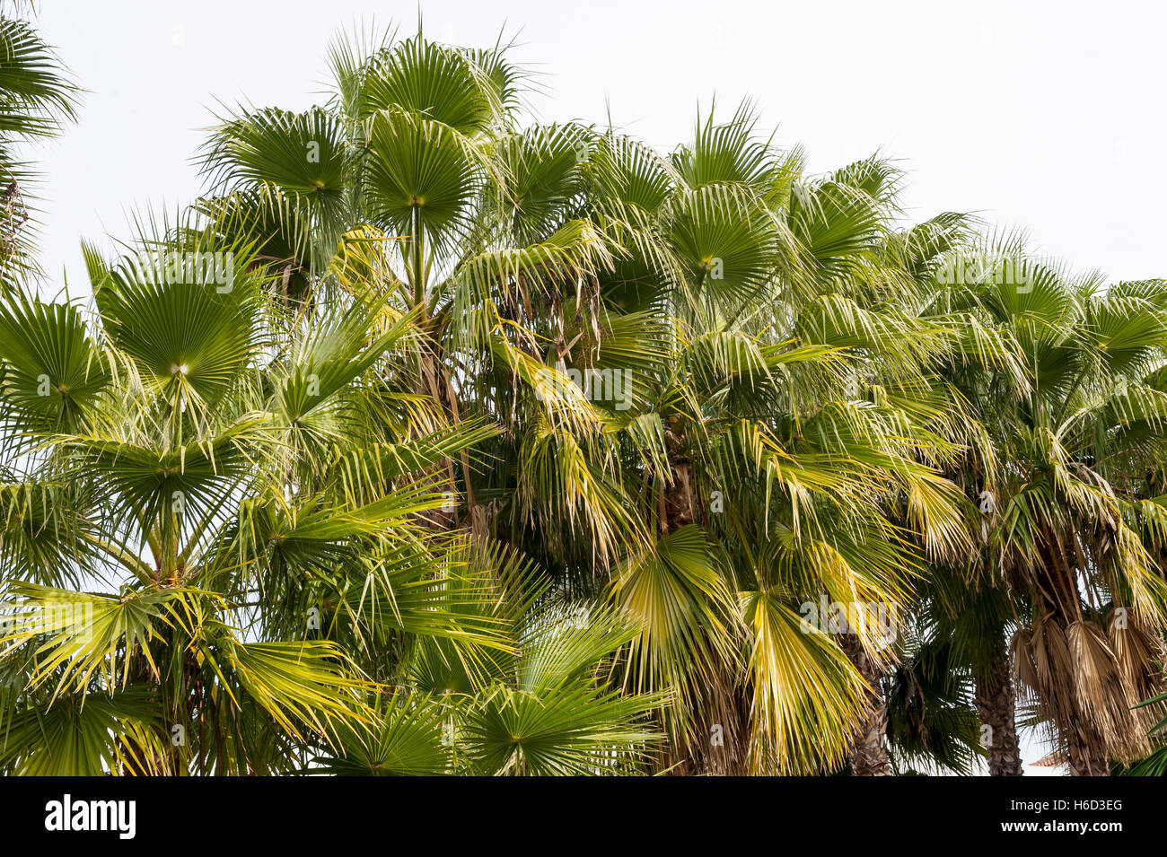 Palm Tree, Almuñecar, Costa Tropical, Andalucía, España, Europa Foto de stock