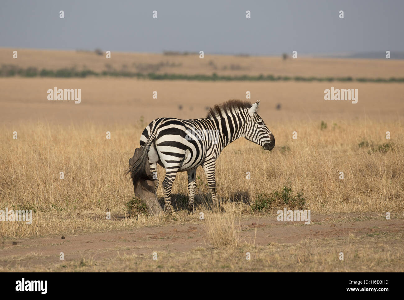 Uno Burchell zebra picazón en la parte inferior de la sabana seca llanura Masai Mara Kenya Foto de stock