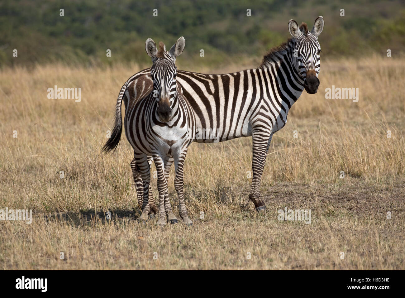 Uno Burchell zebra yegua y potro sabana seca llanura Masai Mara Kenya Foto de stock