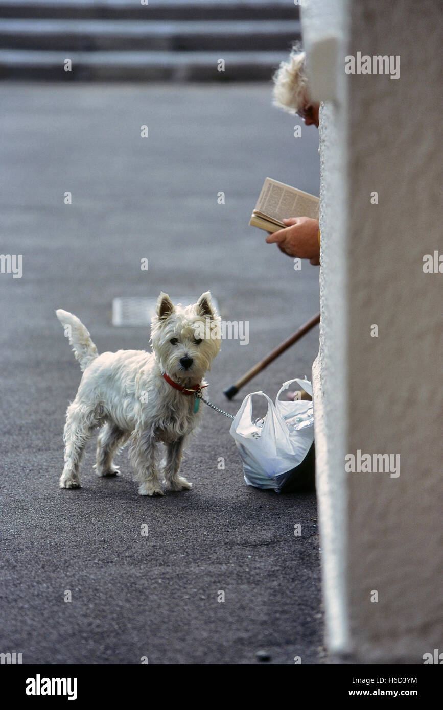 El West Highland White Terrier, conocido comúnmente como el Westie o Westy. Great Yarmouth. Inglaterra Foto de stock