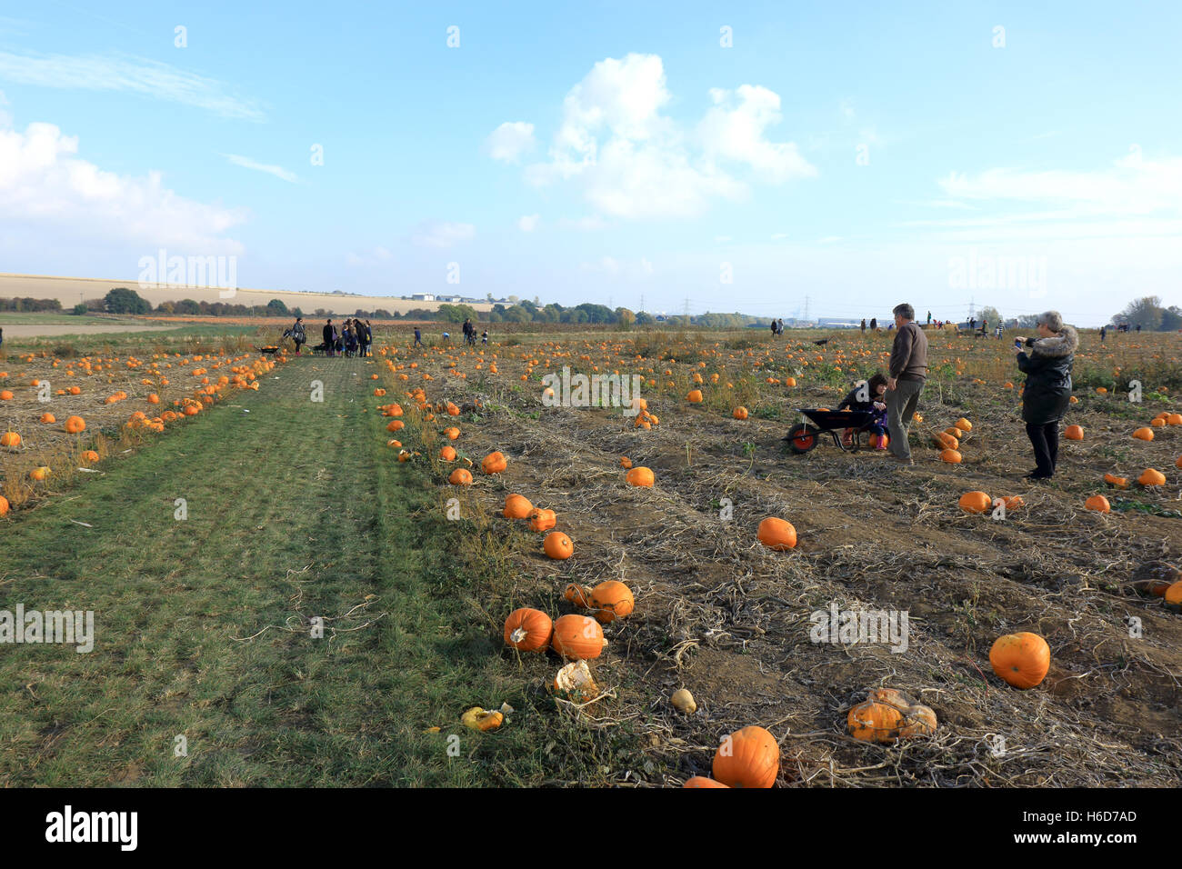 El concepto de Halloween con filas de calabazas en el campo Foto de stock