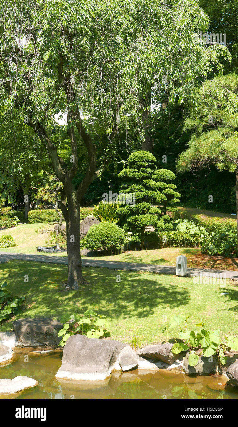 Plantas y árboles verdes verticales en el jardín zen japonés Foto de stock