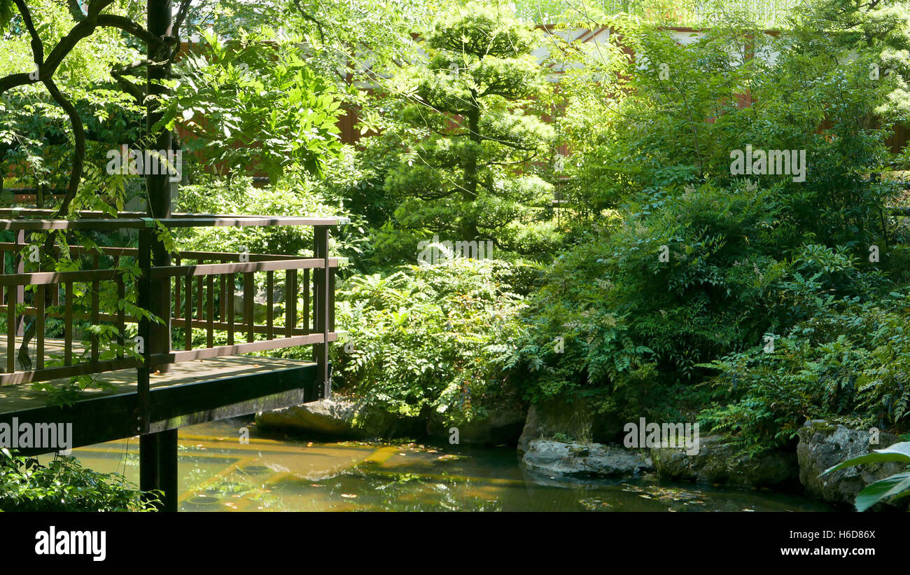 Plantas y árboles verdes en el jardín zen japonés Foto de stock