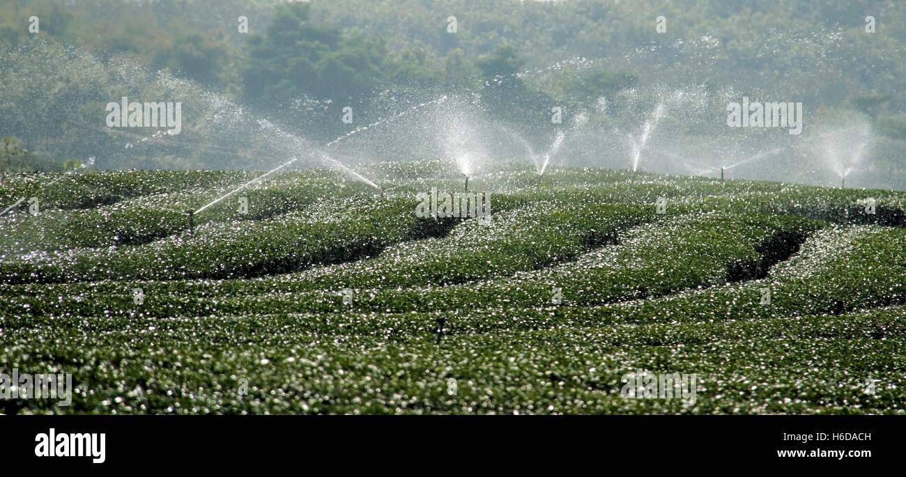 Sistema de riego de agua de té verde campo Foto de stock