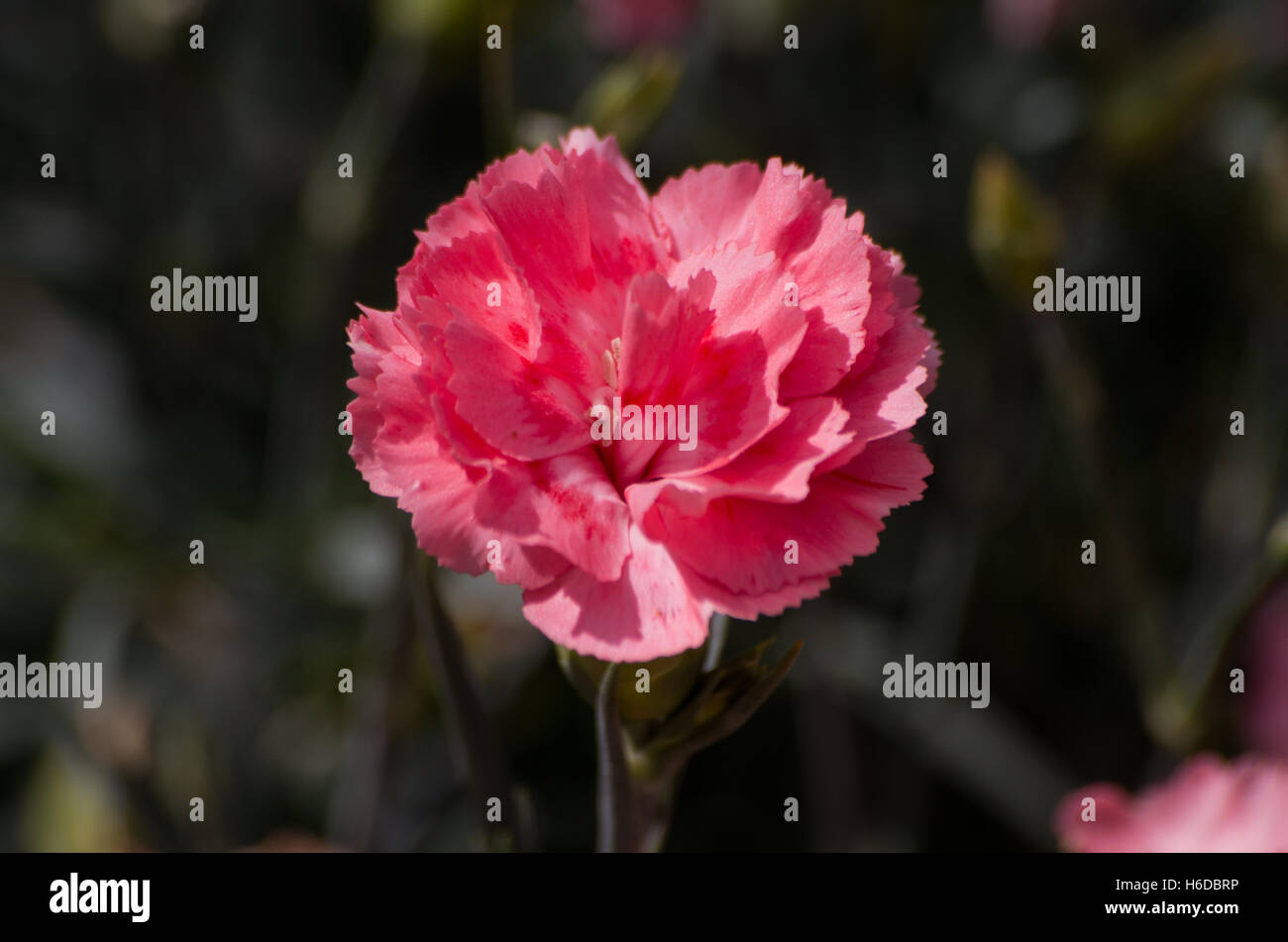 Dianthus Romance Foto de stock