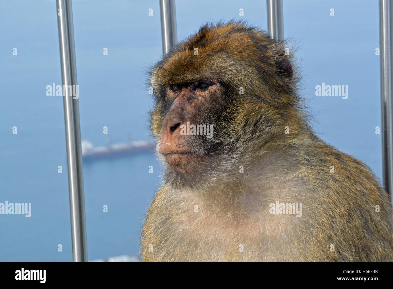Gibraltar macacos Barbary en Upper Rock, uno de los únicos monos salvajes en Europa Foto de stock