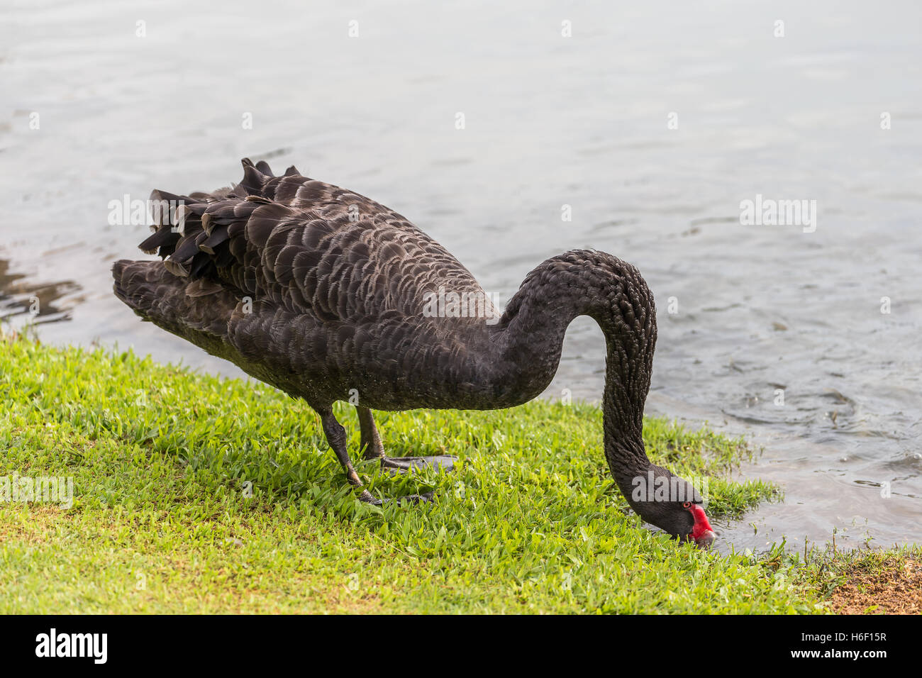 Black Swan doblando el cuello de pico rojo y se sumerge en la superficie de agua para encontrar alimento y agua potable. Foto de stock