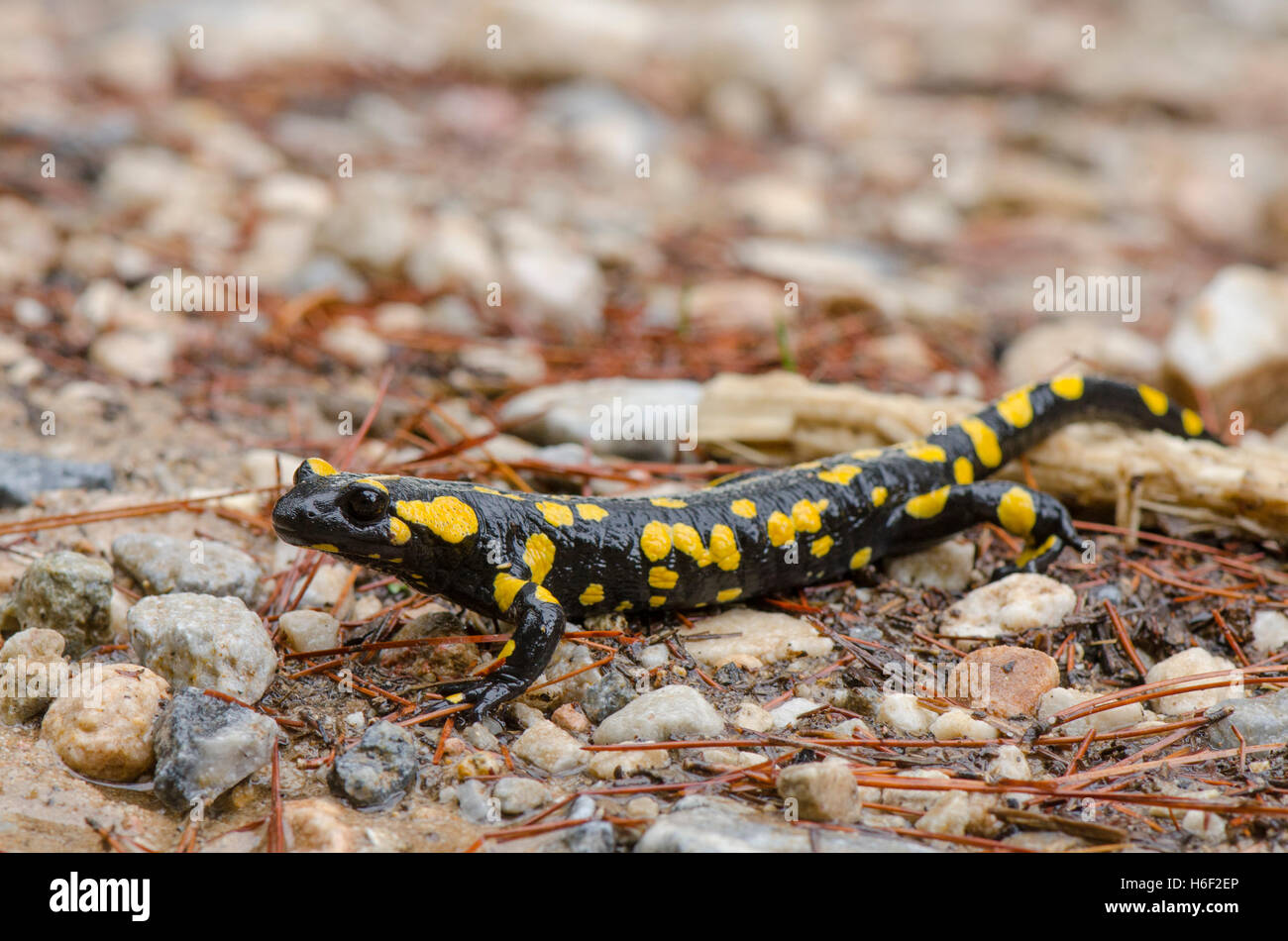 Salamandra de fuego europea (Salamandra salamandra longirostris) Salamandra bética, después de la lluvia, Andalucía, España. Foto de stock