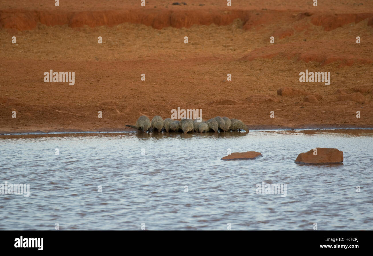 Grupo de bandas mangosta waterhole bebiendo en el Parque Nacional de