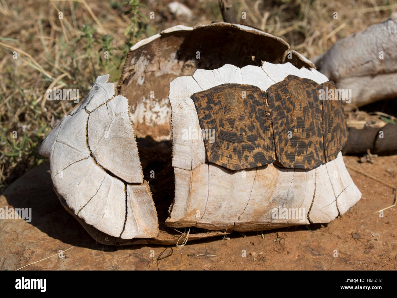 Caparazón de tortuga de caparazón óseo con algunas escamas de queratina Laikipa restantes Kenya Foto de stock