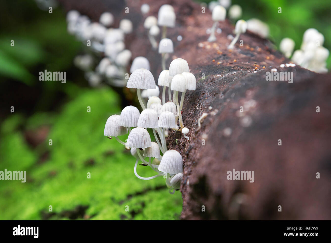 Setas blancas en el bosque Foto de stock