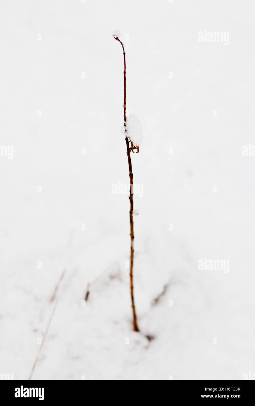 Una planta de tallo delgado saliendo de la nieve. Foto de stock