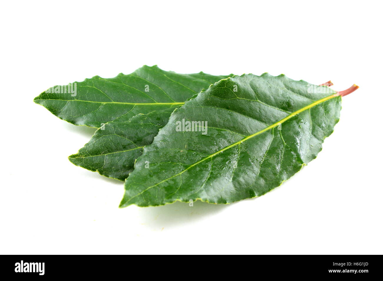 Hojas de laurel aislado sobre un fondo blanco Fotografía de stock Alamy