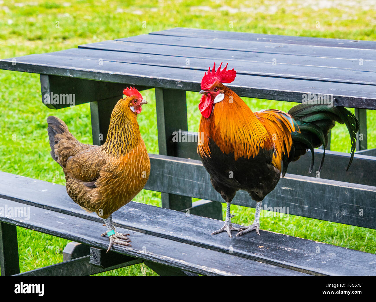 Dinamarca, Fionia, Odense, la gallina y el gallo ocupar una mesa de picnic en la aldea Fionia museo al aire libre Foto de stock