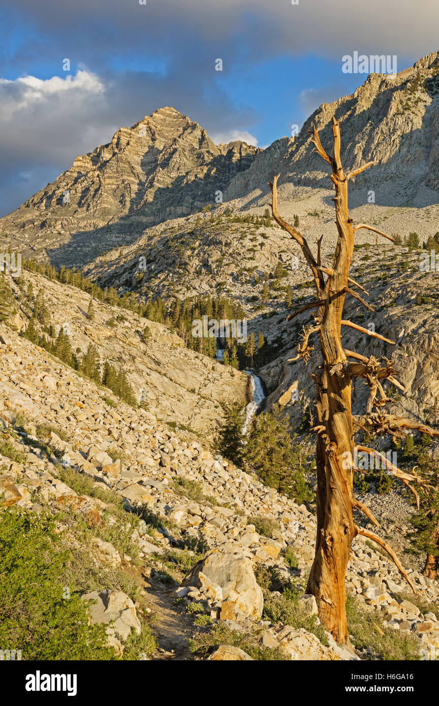 Pine Creek valle de montaña con árbol muerto y cascada en la mañana Foto de stock