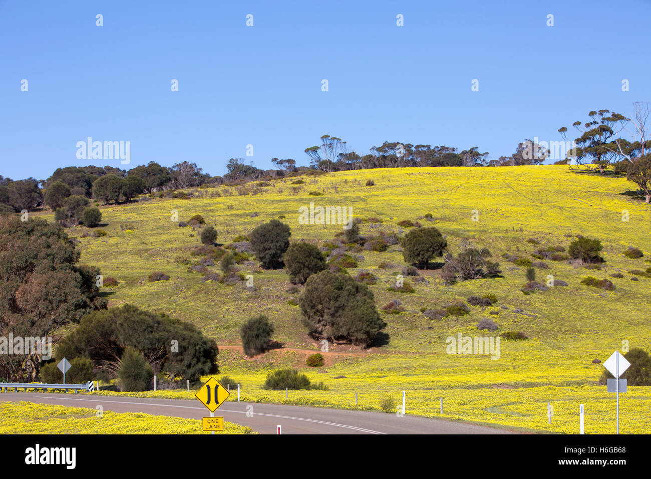 Campo con margaritas amarillas en primavera, la zona alrededor de Stokes Bay, Isla Canguro, Australia del Sur Foto de stock