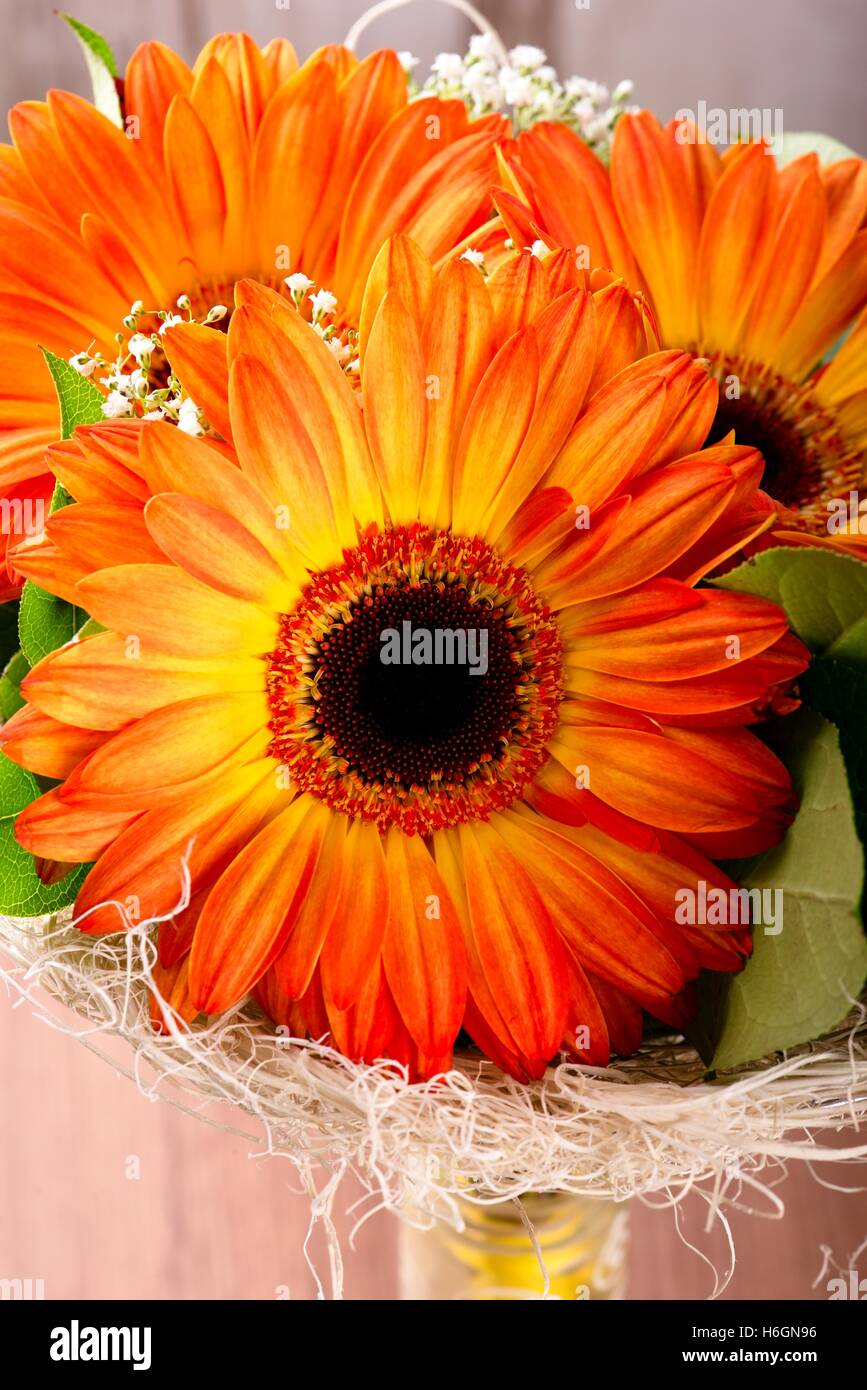 Foto vertical de bouquet. Bouquet de gerberas naranjas. Gerberas flores con  hojas verdes. Roja pequeña mariquita en hojas. Pequeña w Fotografía de  stock - Alamy