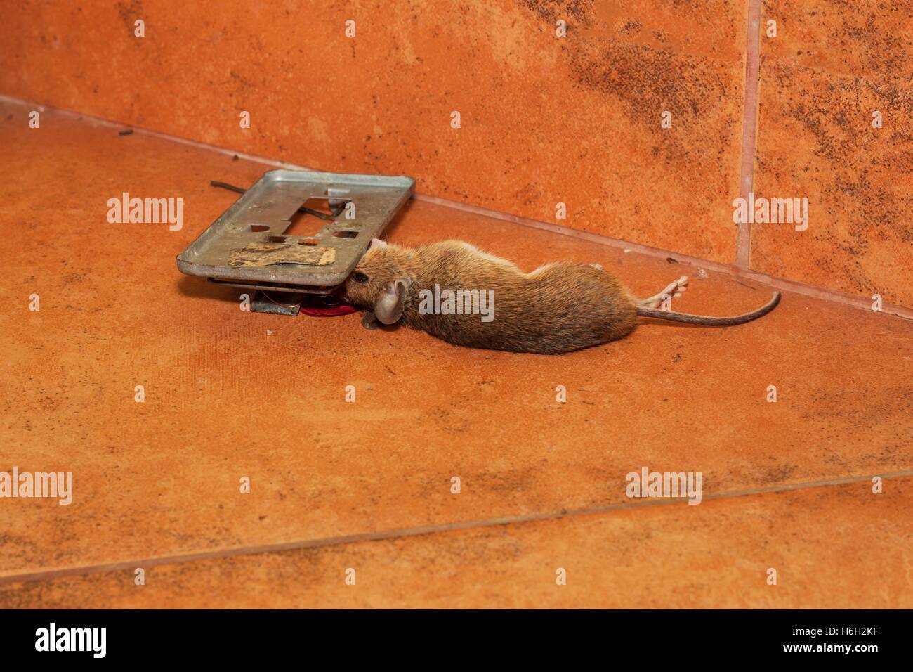 https://c8.alamy.com/compes/h6h2kf/raton-muerto-atrapados-en-trampas-en-el-pavimento-de-la-cocina-raton-pequeno-en-una-ratonera-raton-muerto-en-una-trampa-h6h2kf.jpg