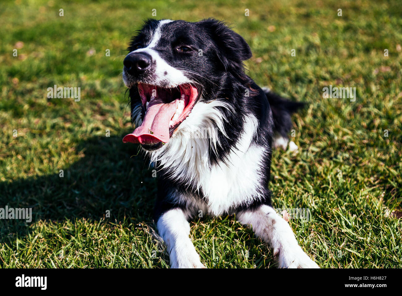 Un Border Collie perro retrato, jadeando fuertemente mientras descansa sobre la hierba en un día soleado. Foto de stock