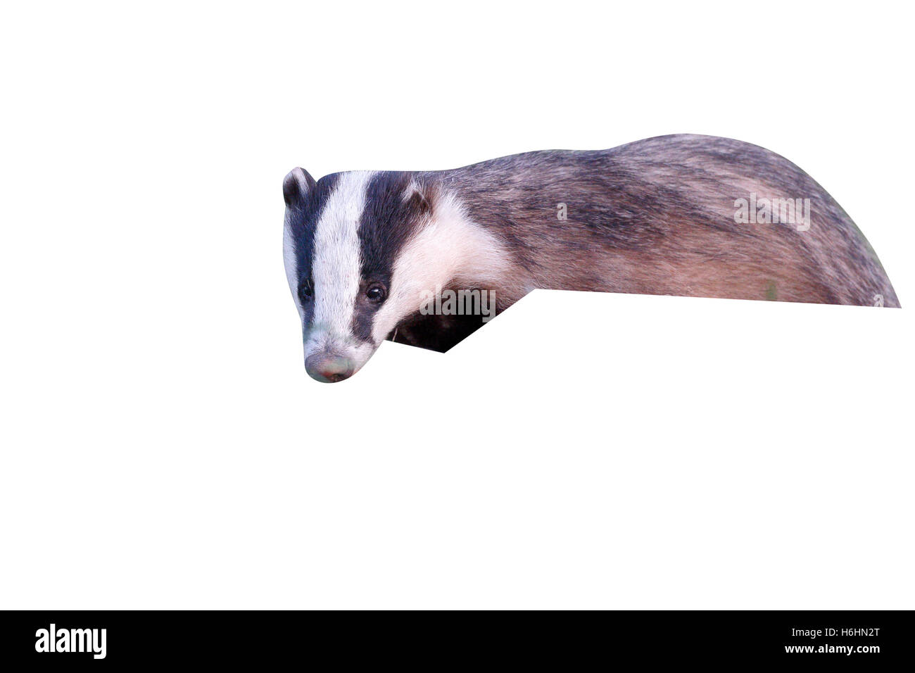Badger, Meles meles, único mamífero, Warwickshire, mayo de 2014 Foto de stock