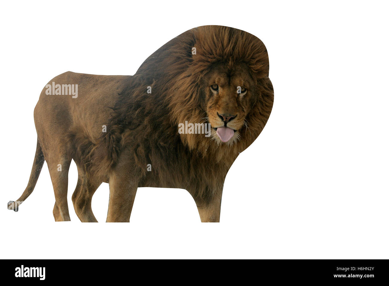 León de Barbary, Panthera leo leo, único mamífero sobre el césped Foto de stock
