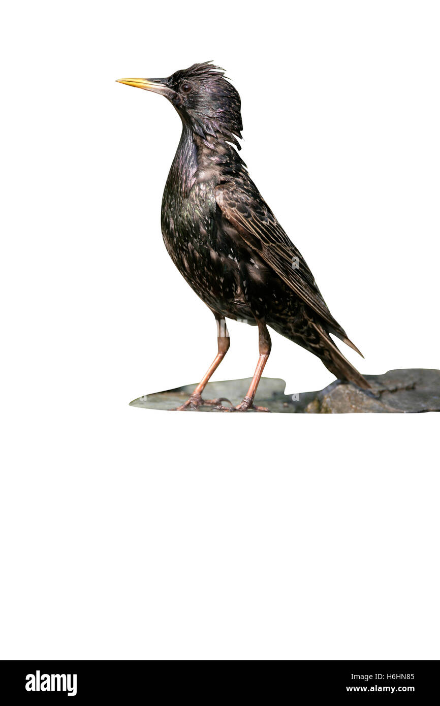 Starling, Sturnus vulgaris, única ave en agua, Hungría Foto de stock