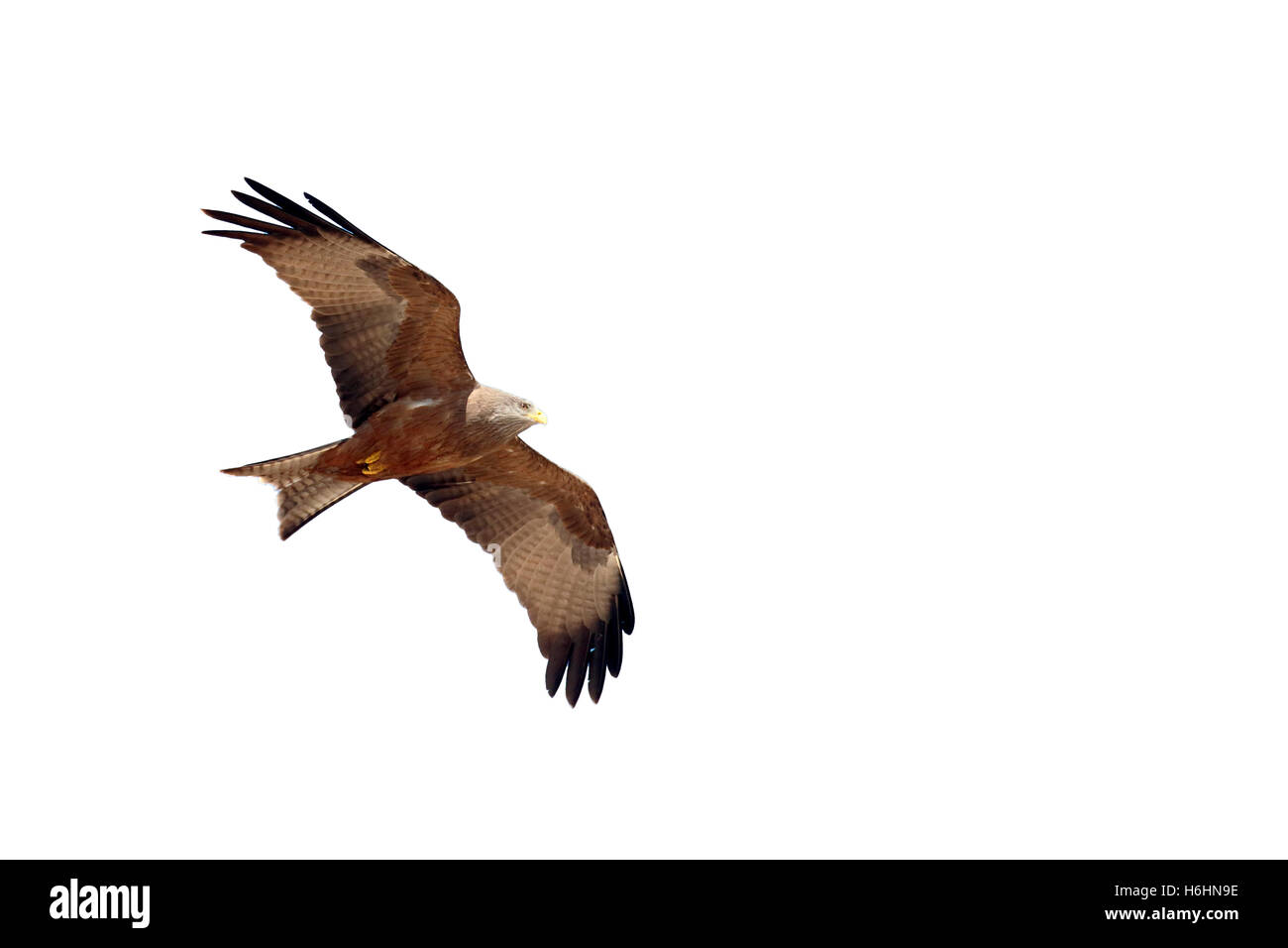 Amarillo-facturados kite, Milvus aegyptius, único pájaro en pleno vuelo, Sudáfrica, agosto de 2016 Foto de stock