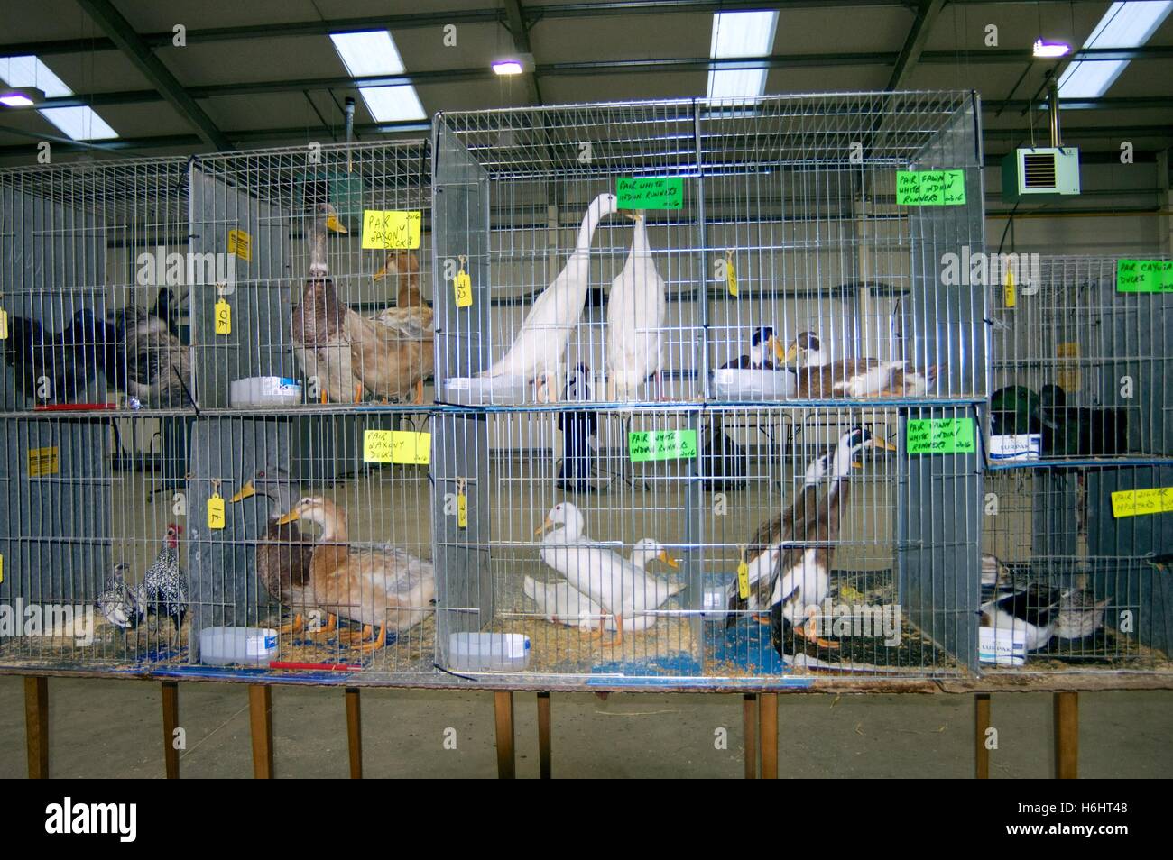 Venta de aves de corral en Forfar Escocia Foto de stock