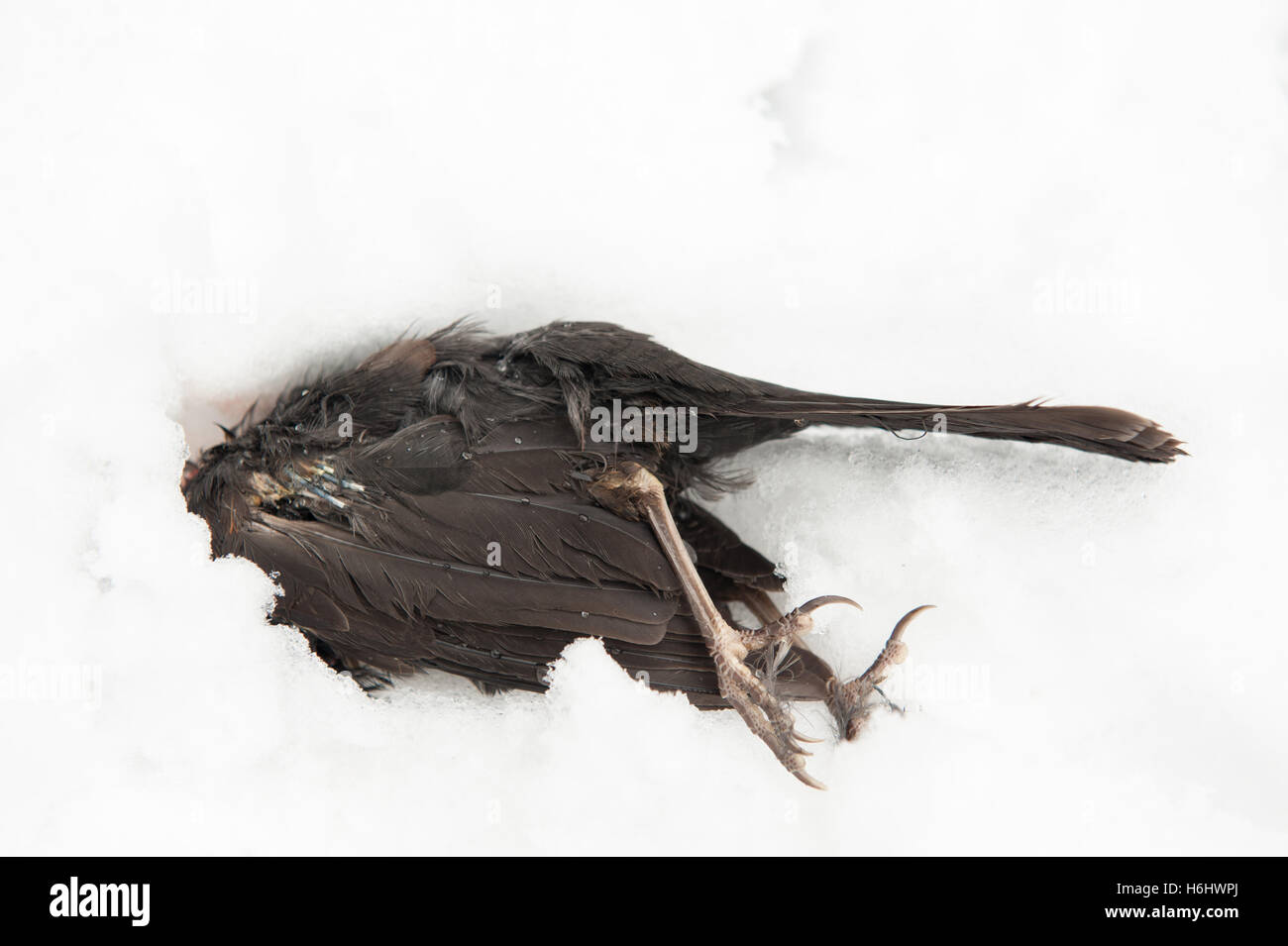 acampar Automáticamente Pendiente Pájaro Negro muerto congelado en la nieve Fotografía de stock - Alamy