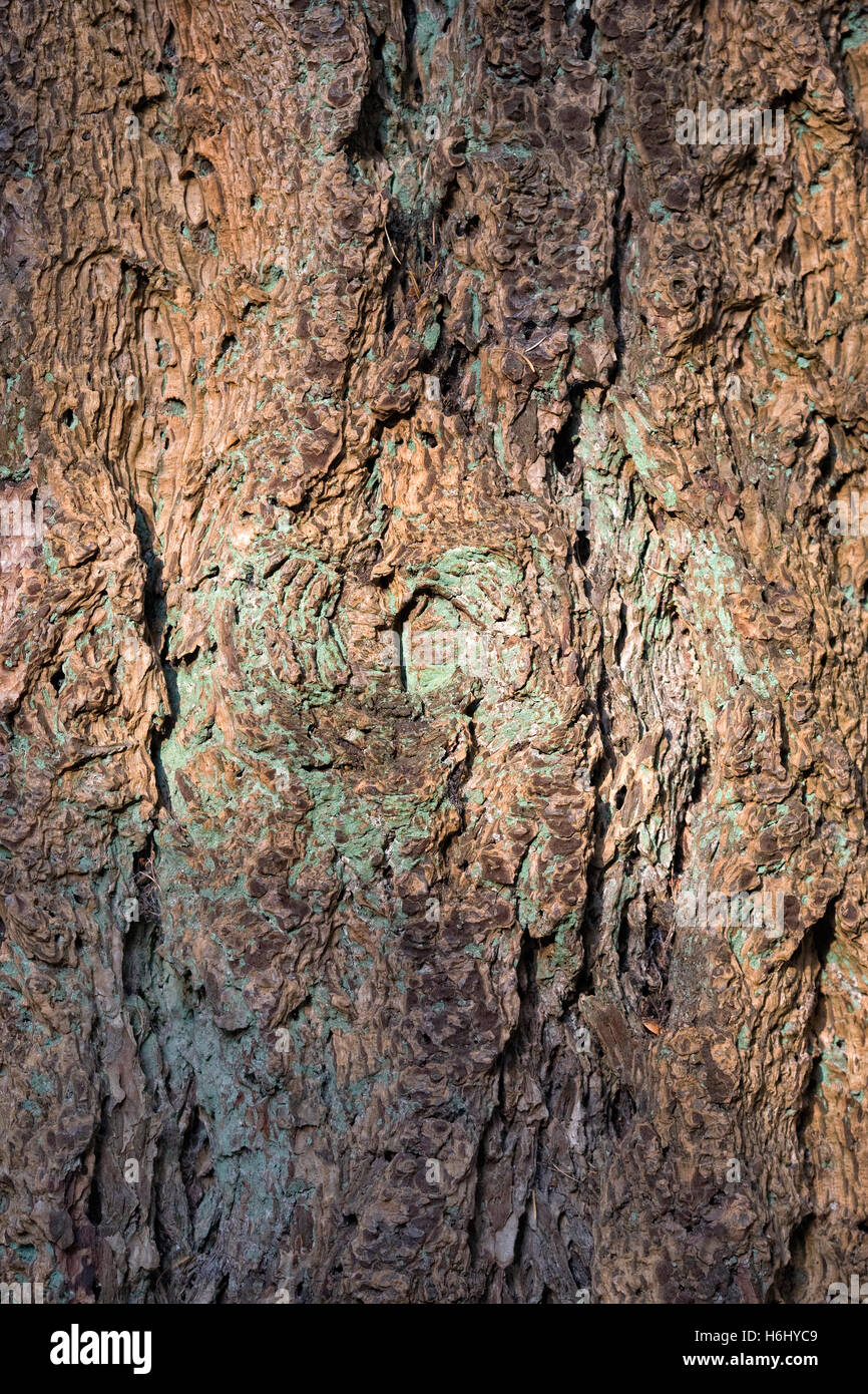 Pseudotsuga menziesii corteza Fotografía de stock Alamy