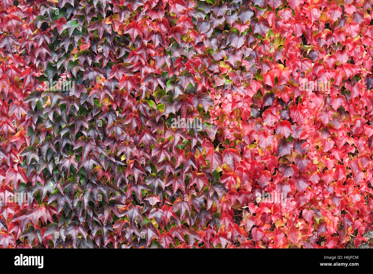 Parthenocissus tricuspidata. Hojas de hiedra de Boston en otoño. Foto de stock