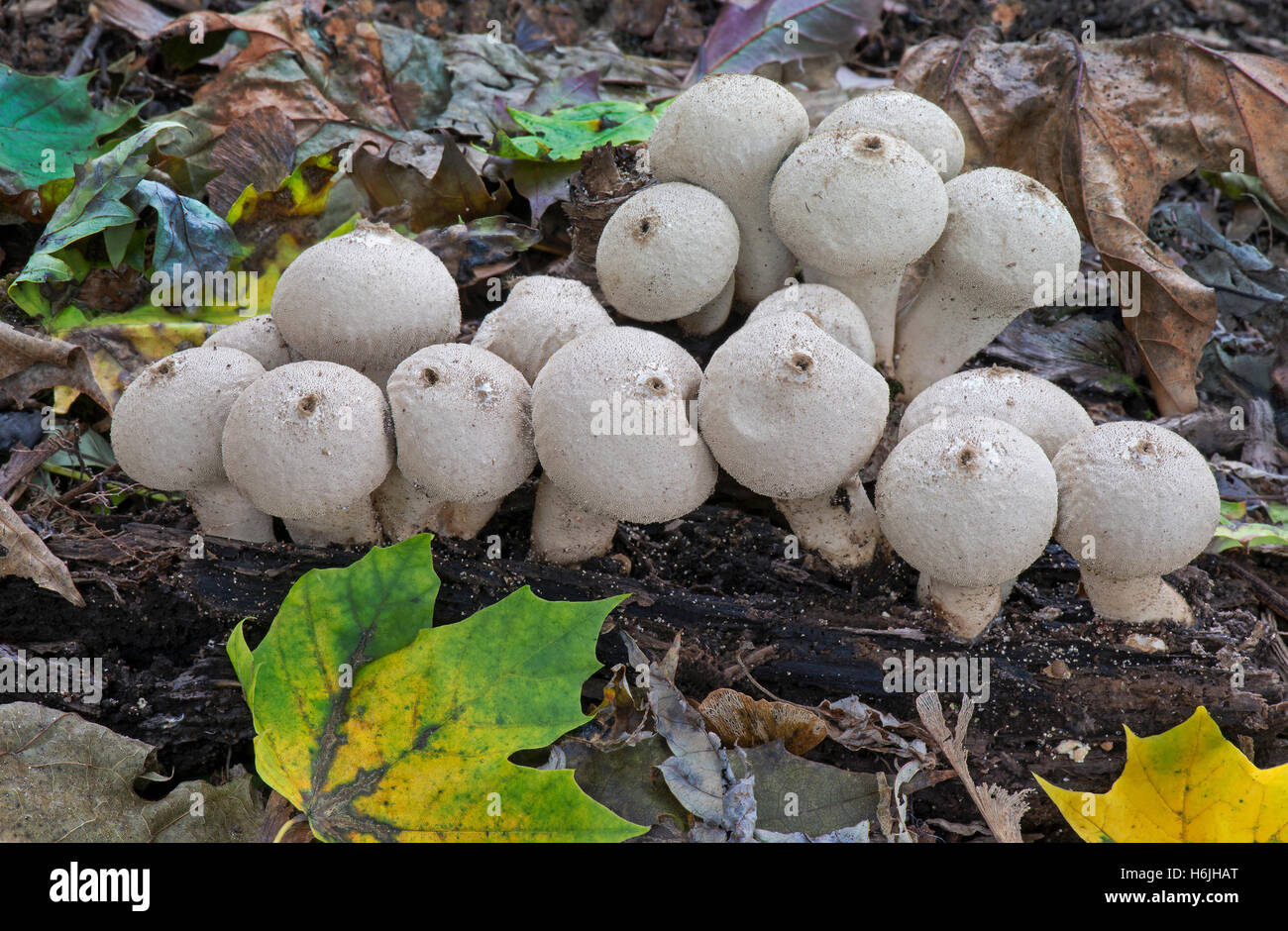 Puffball Lycoperdon perlatum comunes de setas en otoño, Michigan, EE.UU. Foto de stock