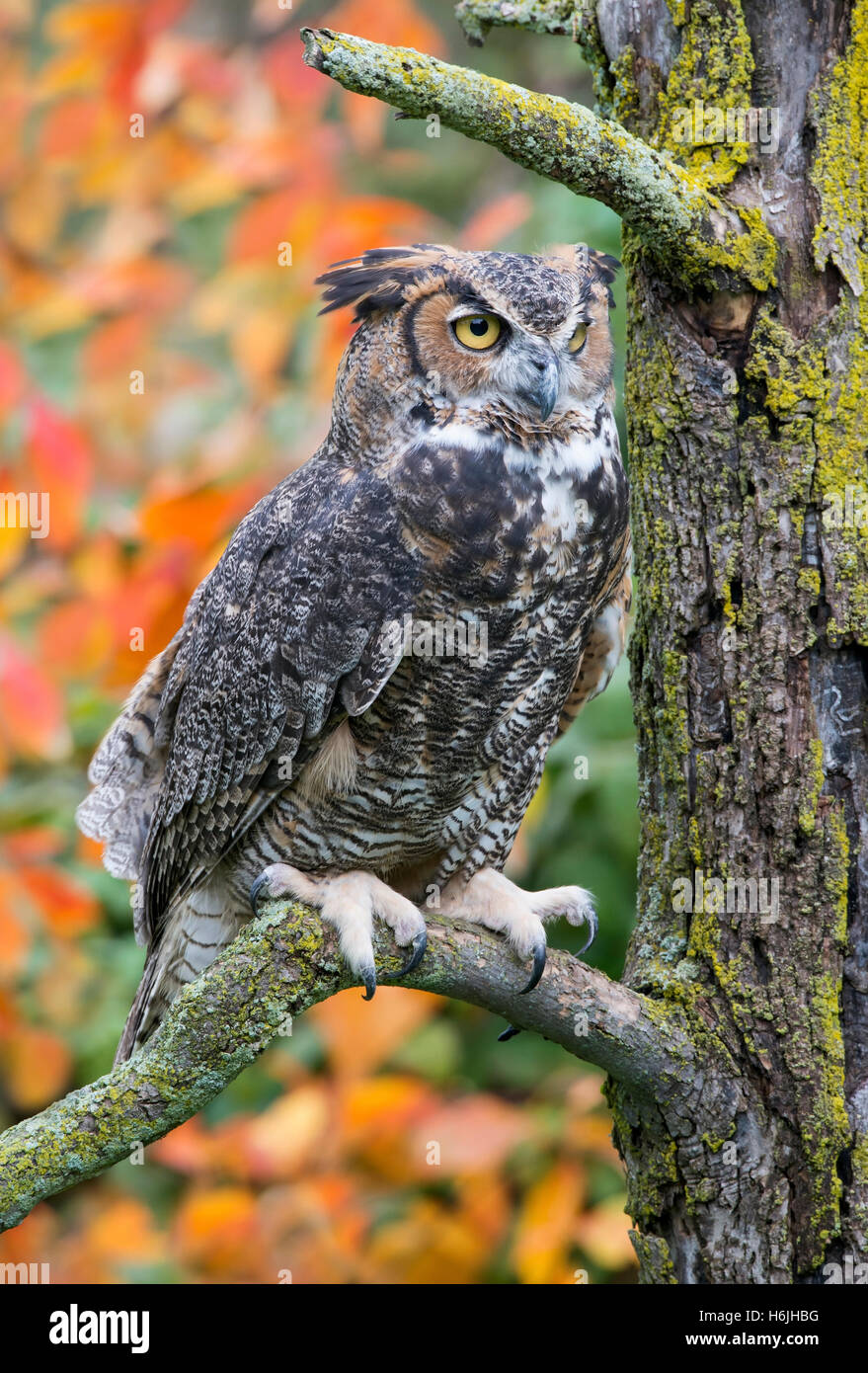 Gran búho Horned Bubo virginianus encaramado en la extremidad del árbol, Otoño, este de Norteamérica, por Skip Moody/Dembinsky Foto Assoc Foto de stock