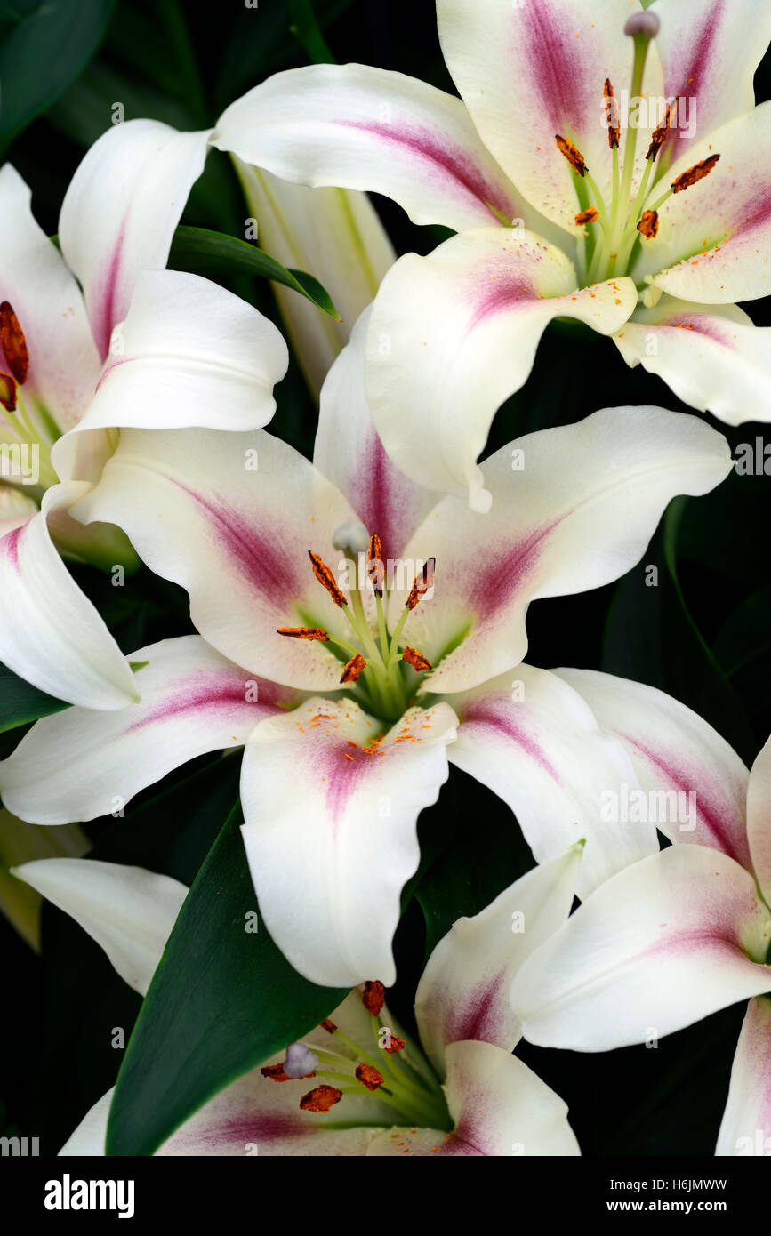Lilium lilium nymphlily crema blanca flor rosa flores perfumadas aroma fragante híbridos Oriental-Trumpet Orienpet OT Floral RM Foto de stock