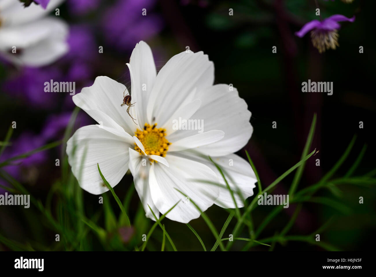 Cosmos blanco pureza flor floración planta anual plantas camas cama borde floral RM Foto de stock