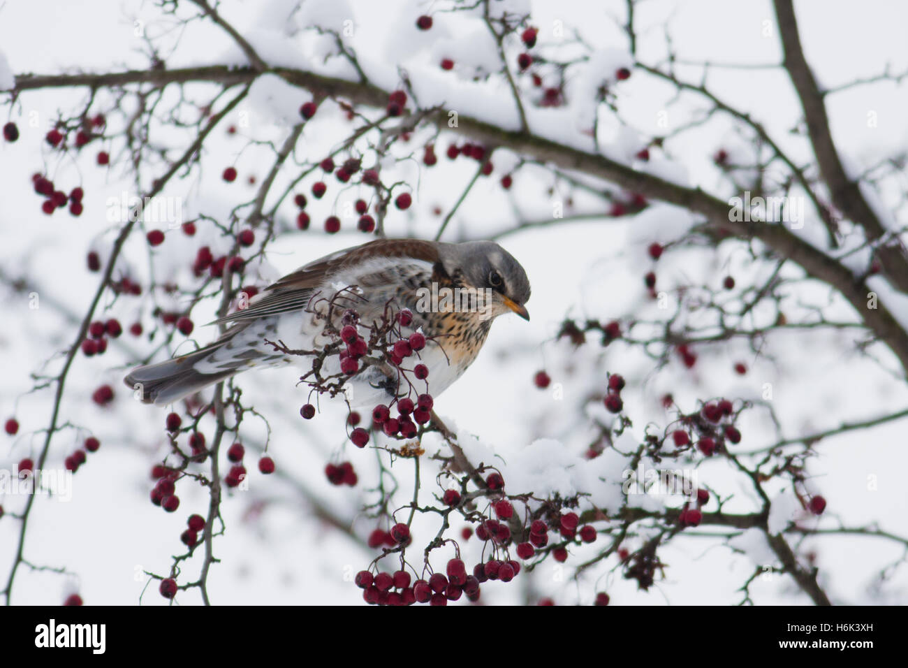 La fieldfare (Turdus pilaris) es un miembro de la familia Turdidae zorzal. Se cría en bosques y matorrales en el norte de Europa y Asia. Foto de stock