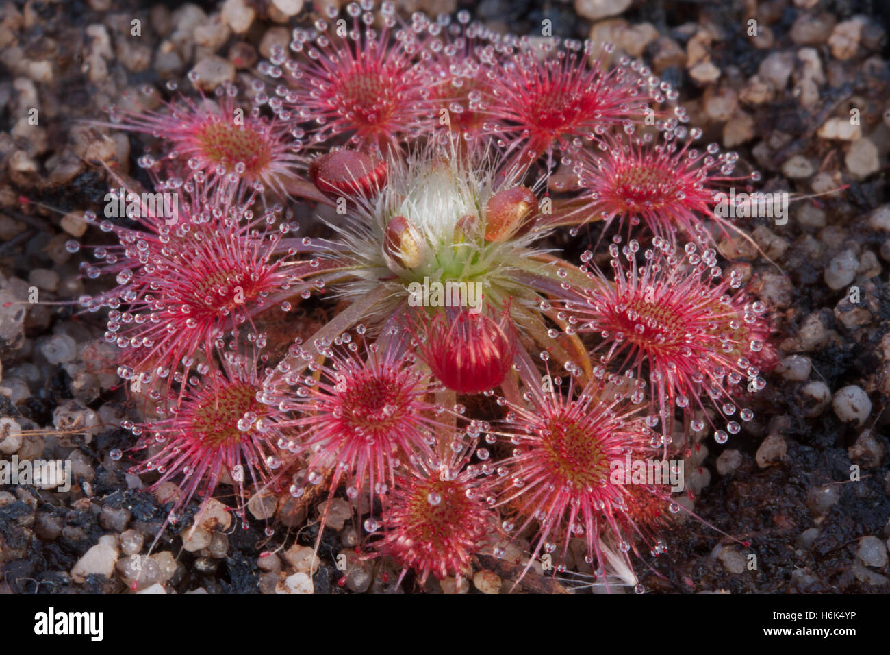 Drosera callistos Sundew Fotografía de stock Alamy