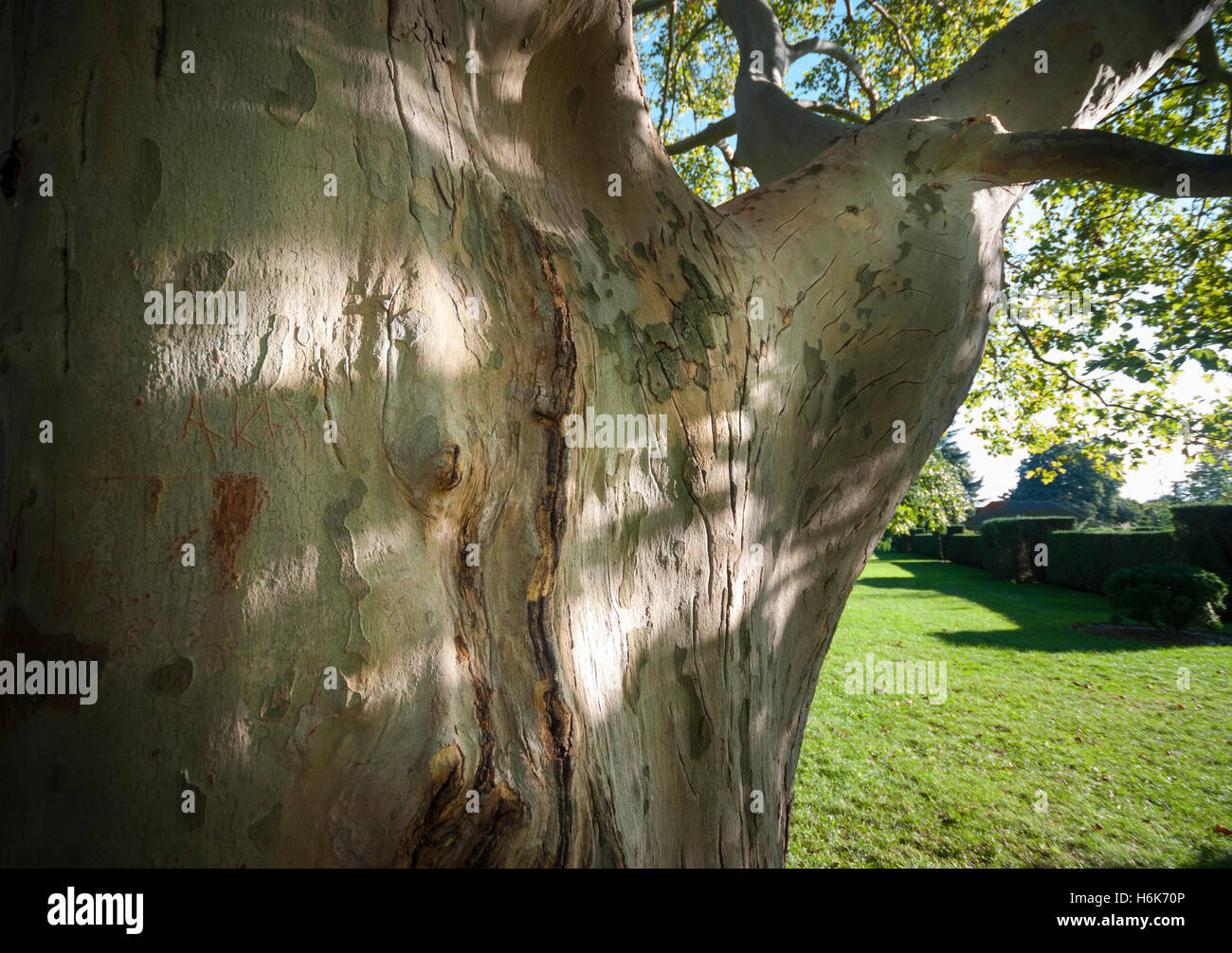 La corteza y el tronco de un árbol de avión Londres Maduro Platanus × acerifolia cerca de Niagara Falls, Ontario, Canadá Foto de stock