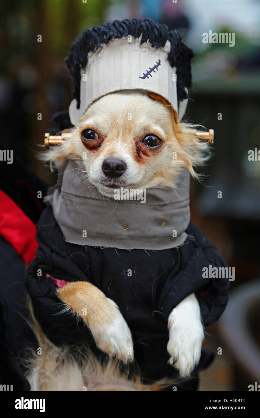 Londres, Reino Unido. El 30 de octubre de 2016. Ollie el Chihuahua  disfrazados como Frankenstein en disfraces de Halloween vestido para la  Todos los perros importa Halloween perro a pasear para recaudar