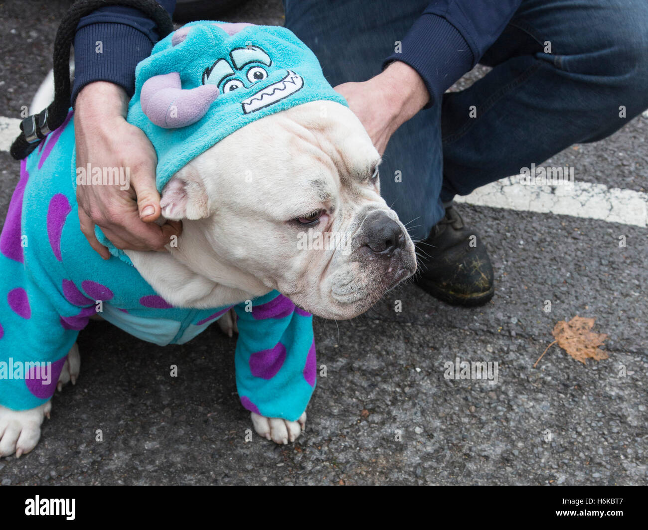 Londres, Reino Unido. El 30 de octubre de 2016. Bentley, el bulldog cruz, en un disfraz divertido. Perros en spooky y disfraces de Halloween se reunieron con sus dueños en el Español's Londres, Reino Unido. El 30 de octubre de 2016. Bentley, el bulldog cruz, en un disfraz divertido. Perros en spooky y disfraces de Halloween se reunieron con sus dueños en el Español's