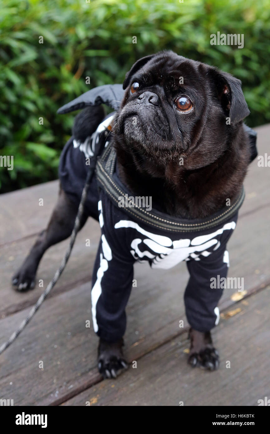 Londres, Reino Unido. El 30 de octubre de 2016. El Pug Odin vestido como un  esqueleto en su traje de disfraces de Halloween para todos los perros  importa Halloween perro a pasear