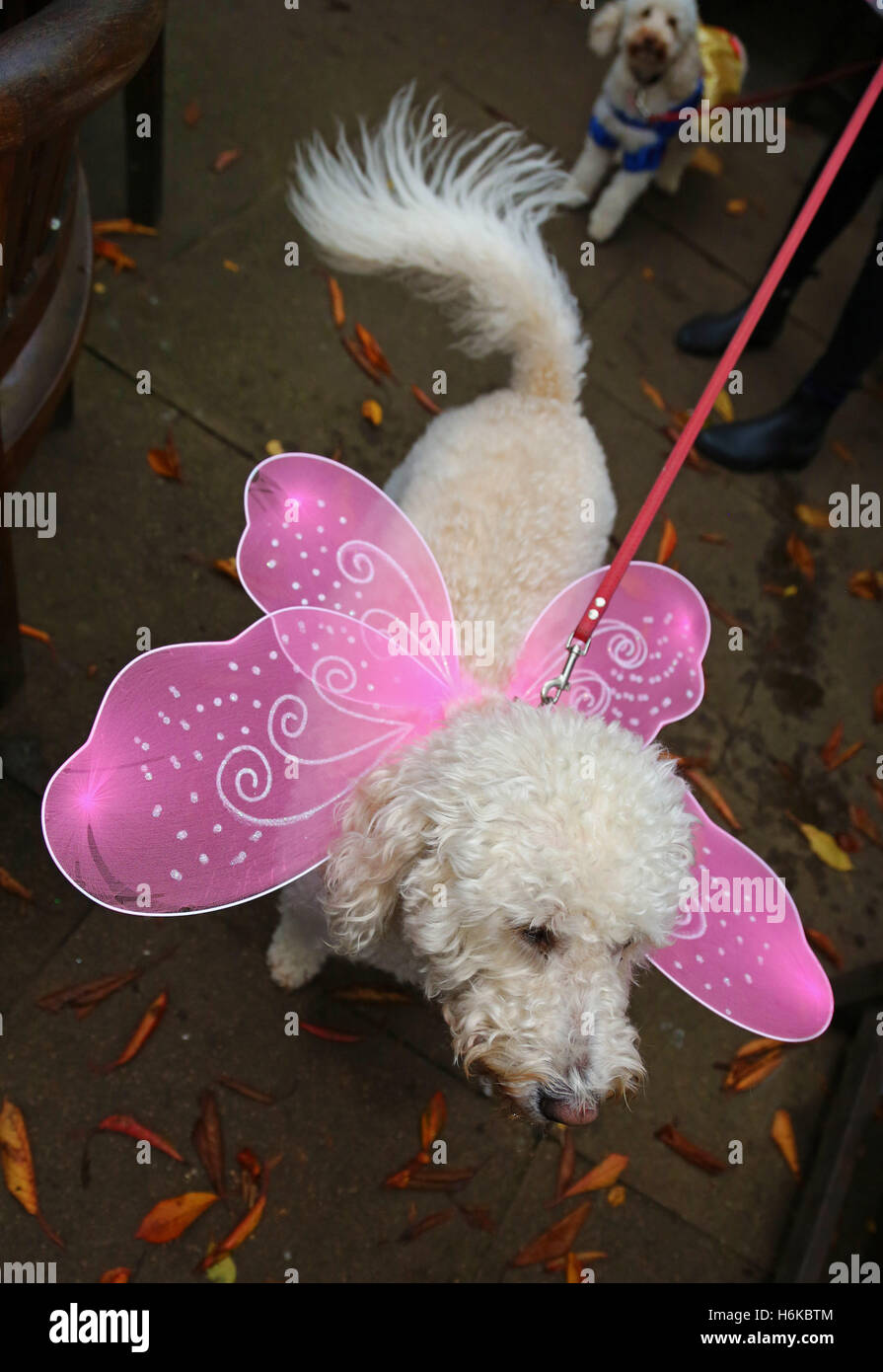 Londres, Reino Unido. El 30 de octubre de 2016. Daisy el Labradoodle  vestida de rosa alas para su traje de disfraces de Halloween para todos los  perros importa Halloween perro a pasear