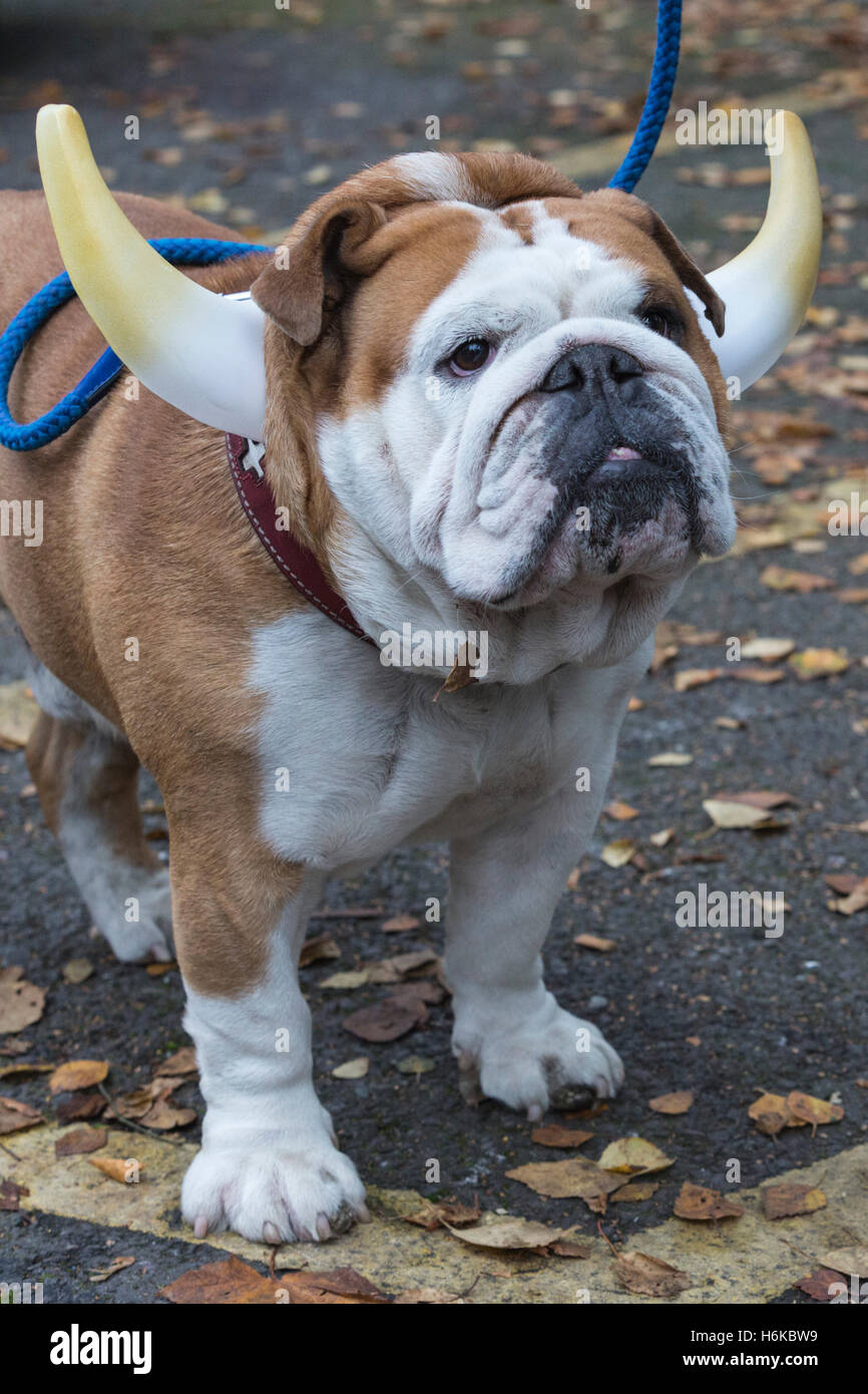 Londres, Reino Unido. El 30 de octubre de 2016. Bulldog Rudi, de 4 años,  con unos cuernos. Perros en spooky y disfraces de Halloween se reunieron  con sus dueños en el Español's