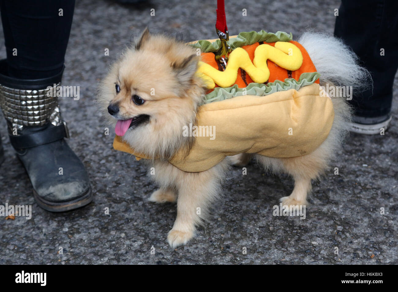 Dog costume hot dog fotografías e imágenes de alta resolución - Alamy