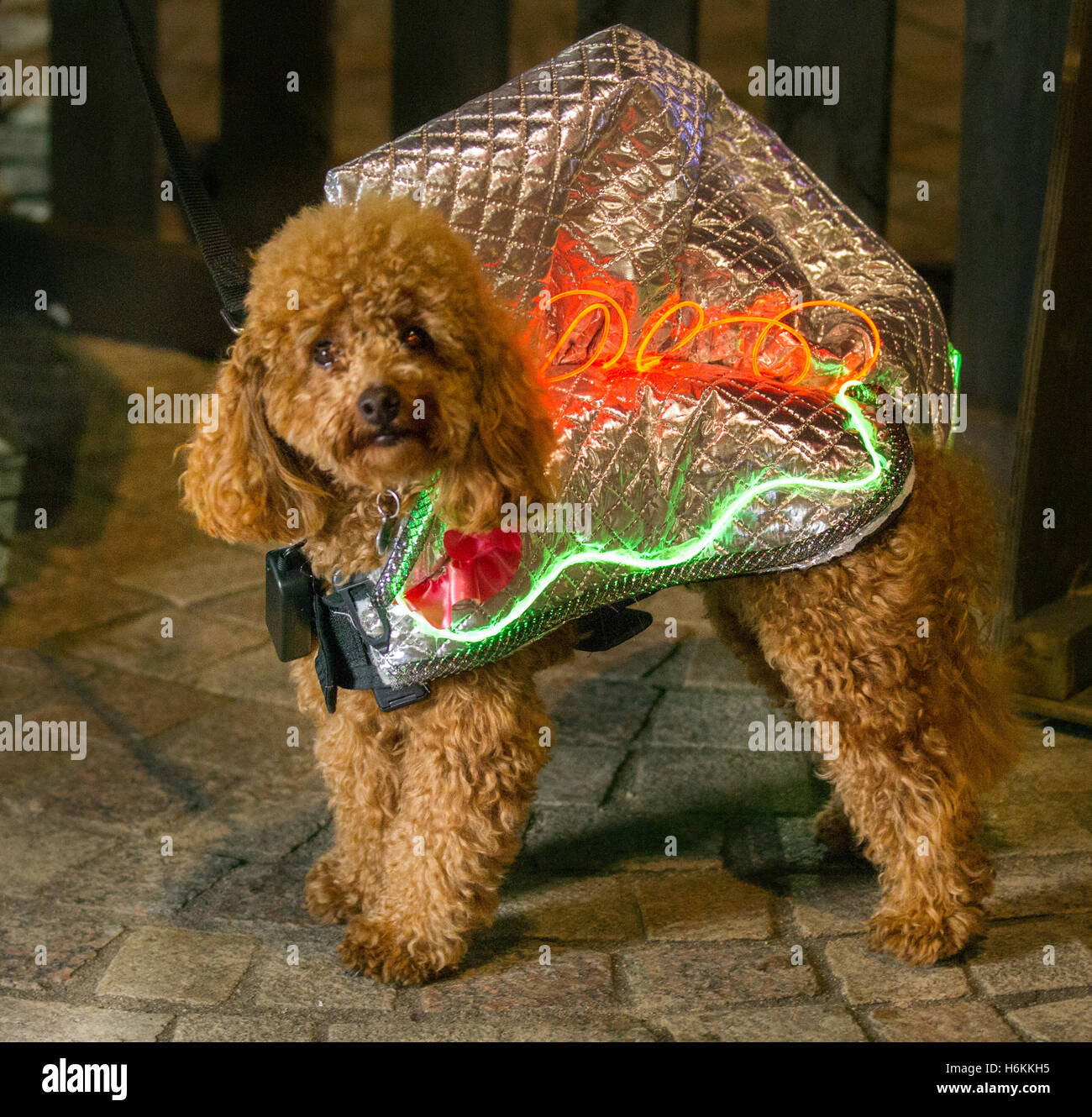 Perros mascotas con luces LED, luces brillantes iluminadas decoradas en  Blackpool, Lancashire, Reino Unido, mimados Pooch en LumiDogs LightPool  Festival. LumiDogs fue escenificado por primera vez en 2014 y fue devuelto  por