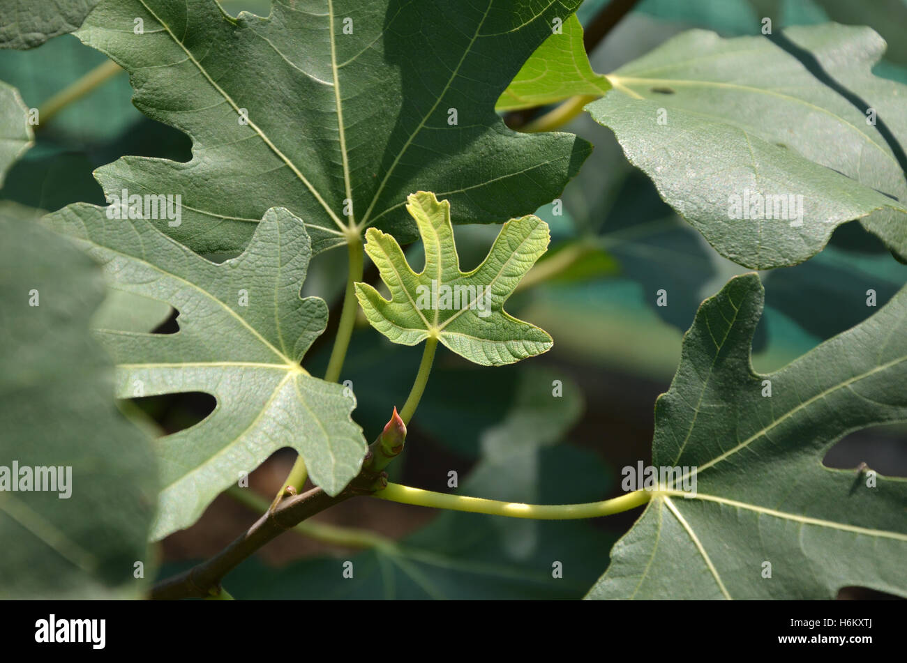 Fig leaf pequeño rodeado con mayores en un jardín, en la temporada de verano Foto de stock