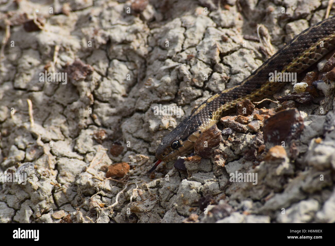 Una llanura Garter Snake en la Alberta badlands. Foto de stock